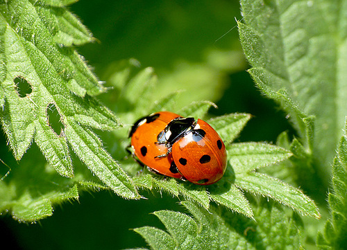 Ladybird Love