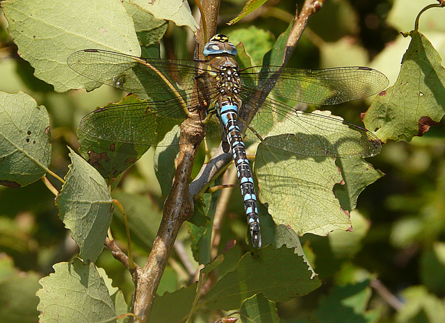 Migrant Hawker Male