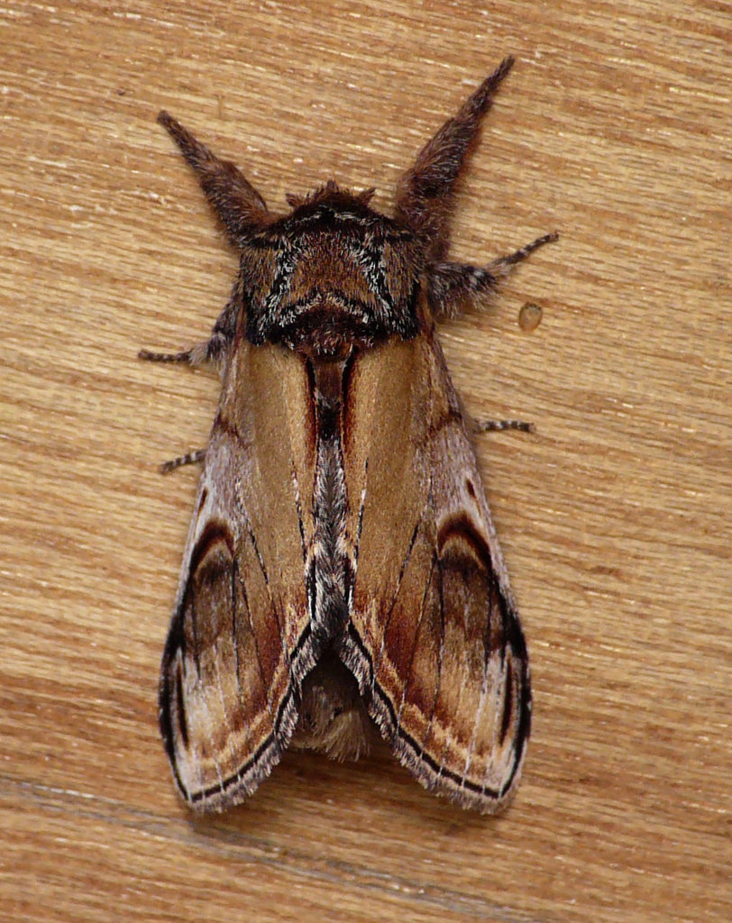 Pebble Prominent