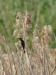 Sedge Warbler