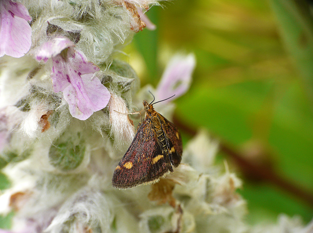 Pyrausta aurata