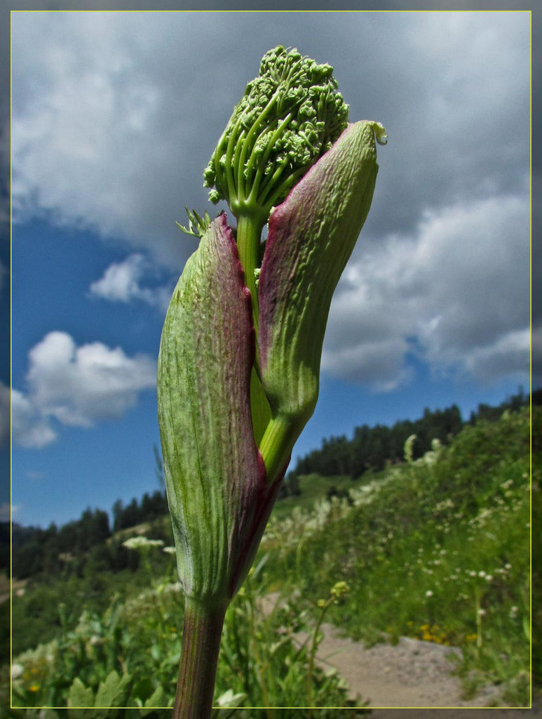 Emerging Cow Parsnip