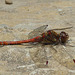 Common Darter Male -Side