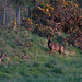 Roe deer grazing this evening in last light