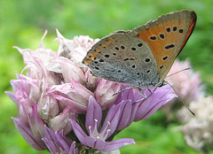 Kleiner Feuerfalter [Lycaena phlaeas]