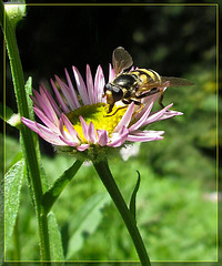 Bee on Aster