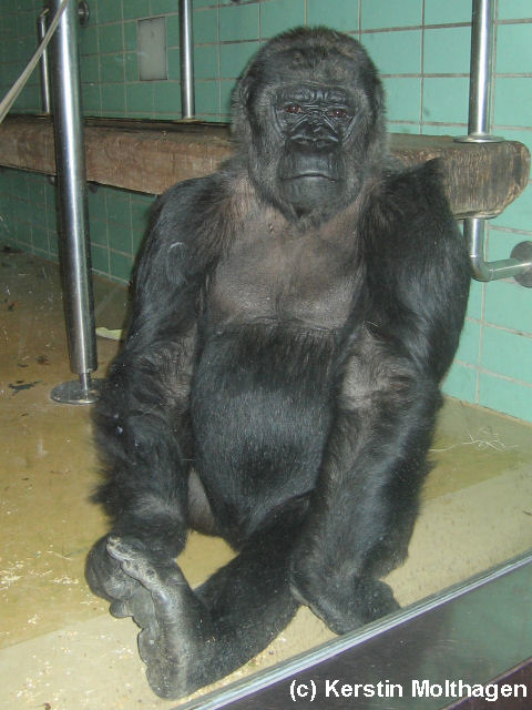 Gorilladame Undi (Wilhelma)