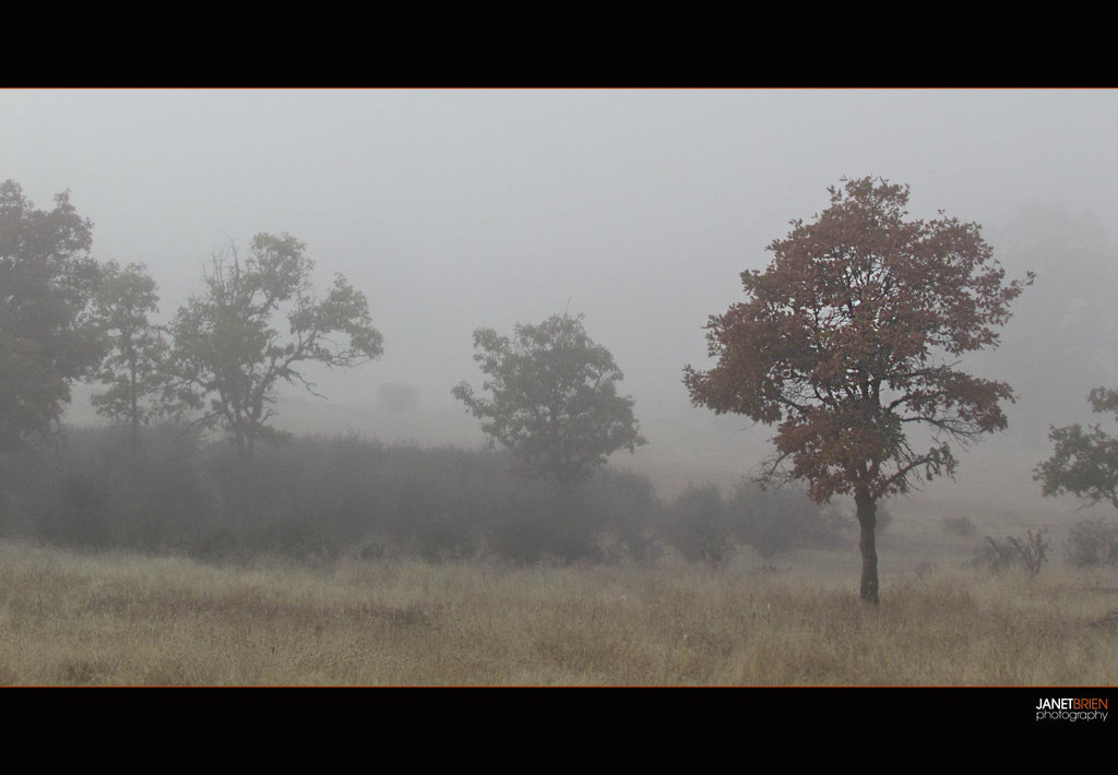 Foggy Meadow