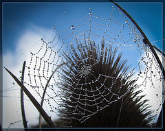 Sparkling Spider Web Against Teasel