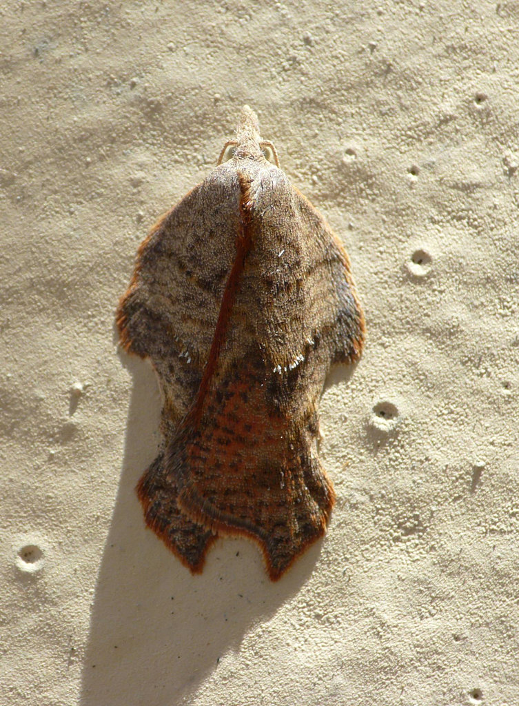 Acleris Emargana