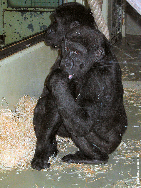Gorillajungen (Wilhelma)