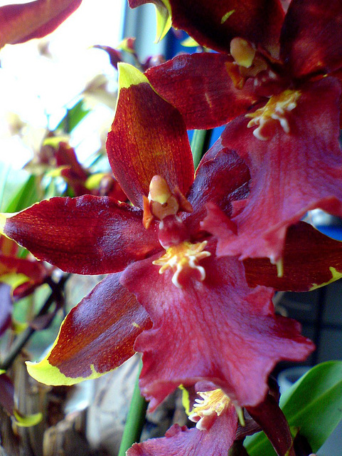 Colmanara Wildcat 'Bob Cat'