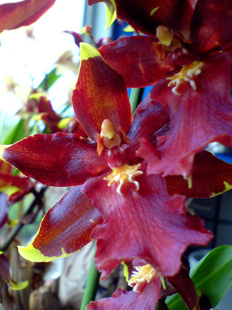 Colmanara Wildcat 'Bob Cat'