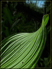 Corn Lily Leaf