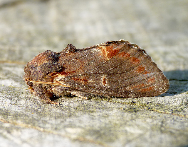 Iron Prominent