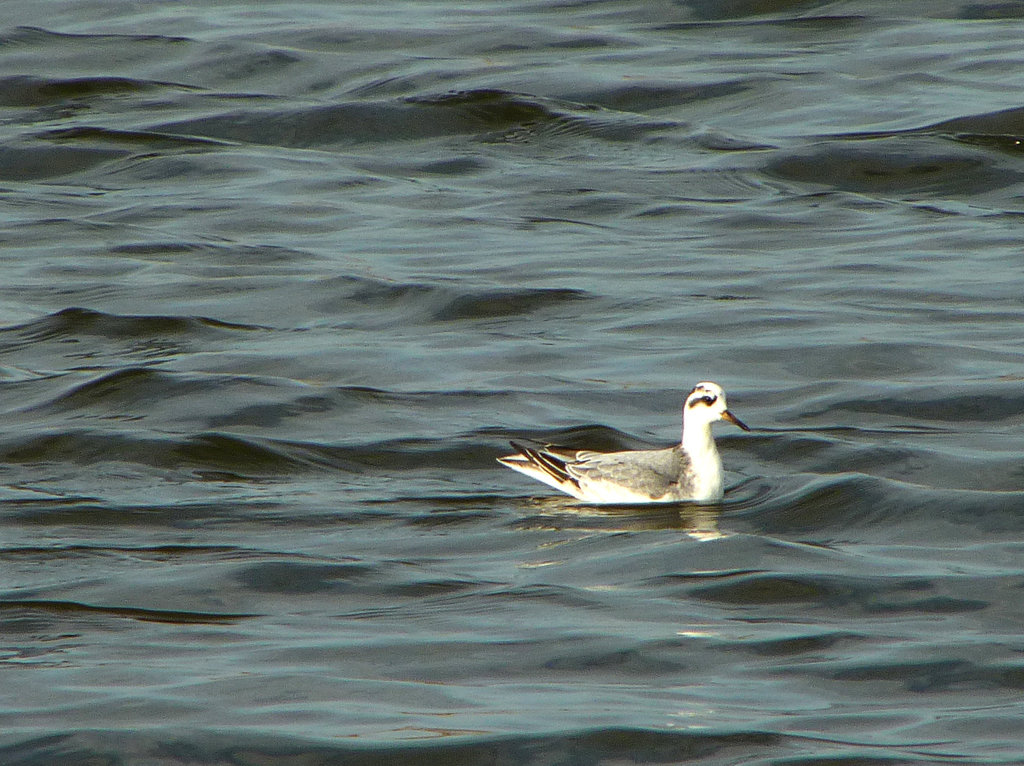 Grey Phalarope