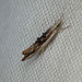 Ypsolopha scabrella