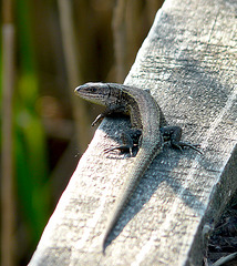Common Lizard @ The Hide