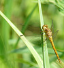 Common Darter -Female 2