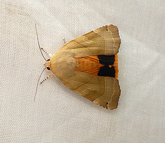 Broad-bordered Yellow Underwing Open
