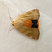 Broad-bordered Yellow Underwing Open