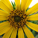 Golden Flower on top of the Lower Table Rock at Sunset