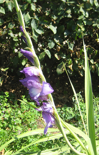 Gladiole