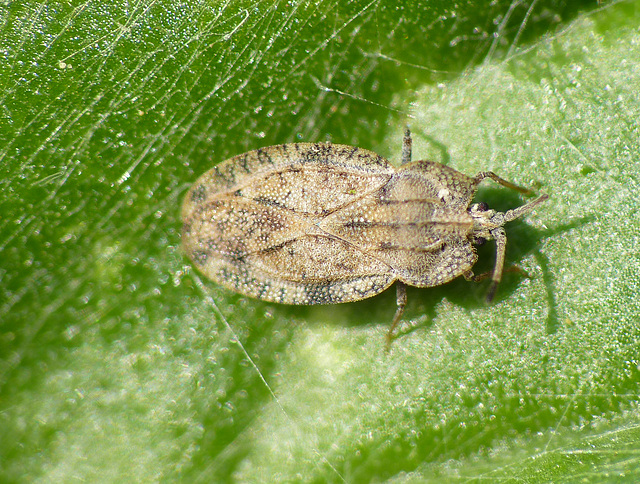 Lacebug