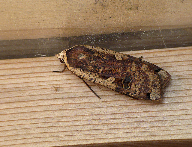 Large Yellow Underwing Side