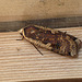 Large Yellow Underwing Side