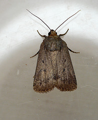 Mouse Moth