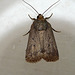 Mouse Moth