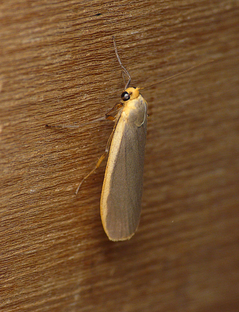 Common Footman