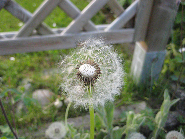 Samen und Korb eines Löwenzahns [Taraxacum sect. Ruderalia]