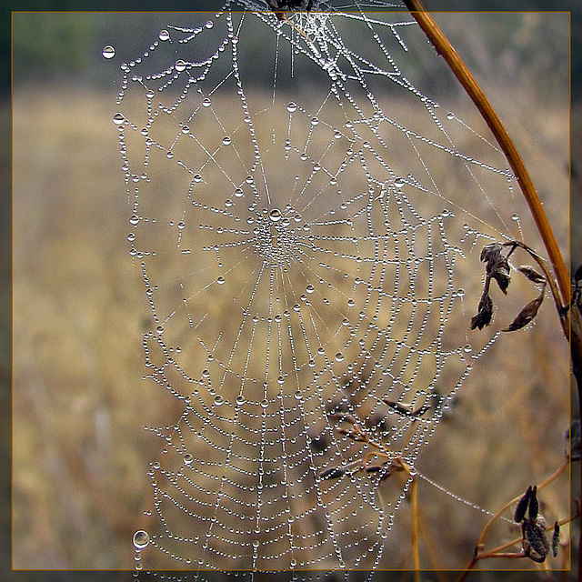 Dew-Covered Spider Web