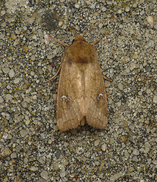 Ear Moth sp.