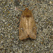 Ear Moth sp.