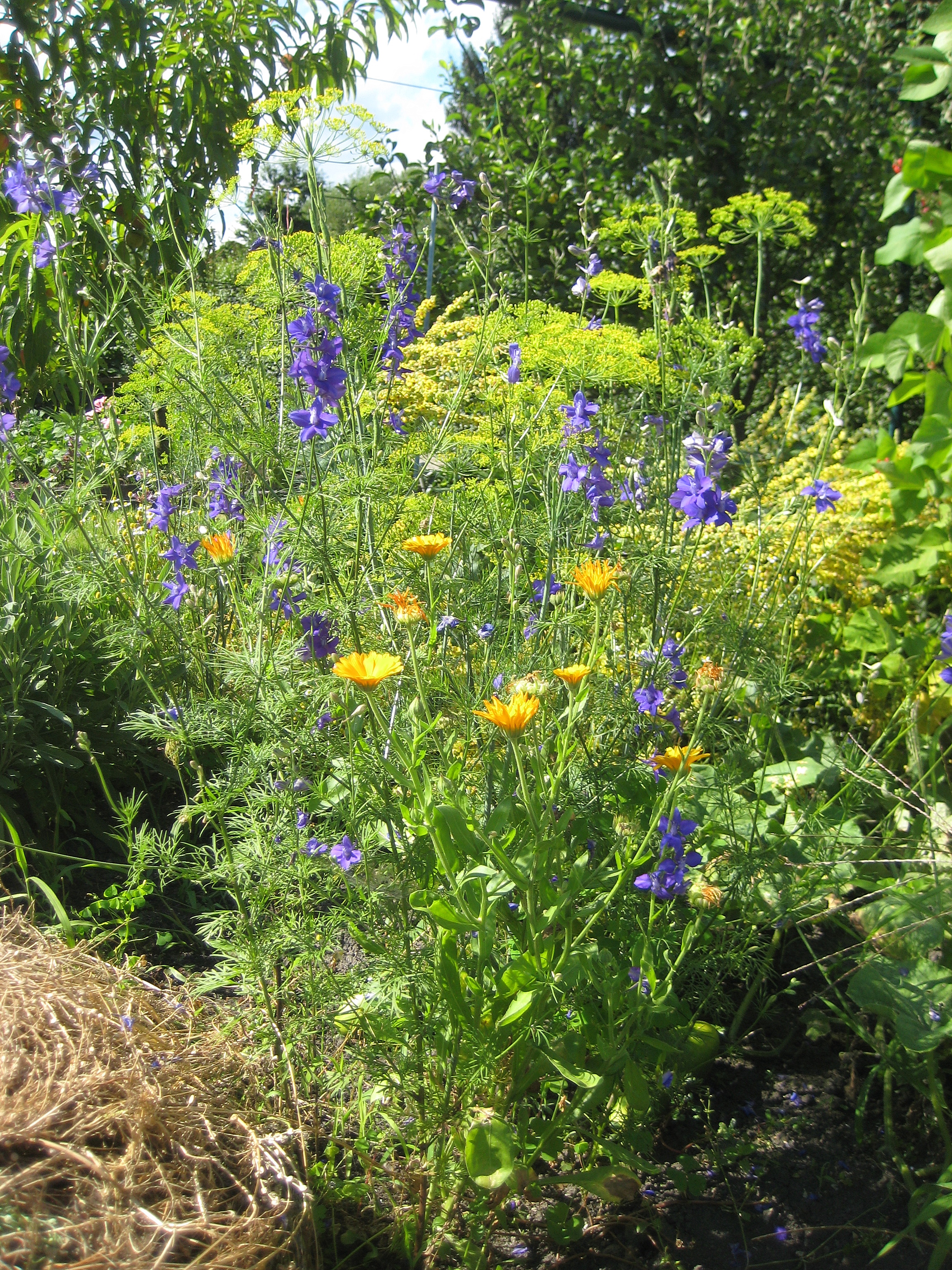 Rittersporn, Ringeblume und Dillkraut Rittersporn, Ringeblume und Dillkraut