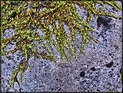 Mossy Tendrils on Rock