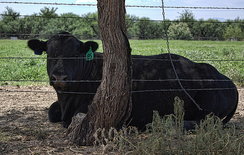 How Green Is Your Pasture