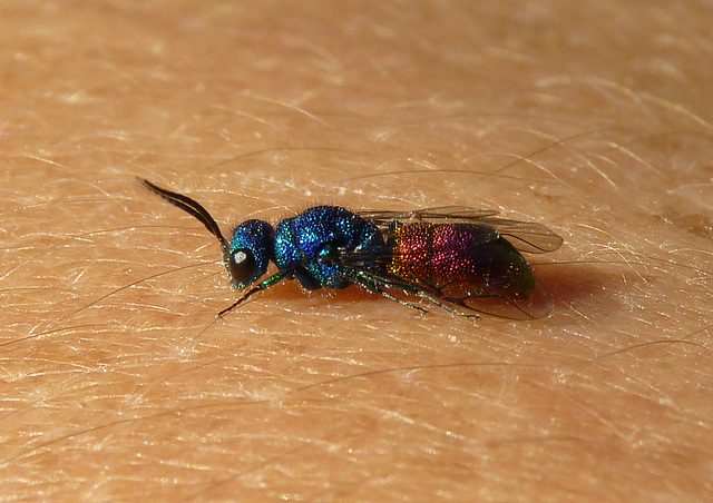 Ruby-tailed Wasp