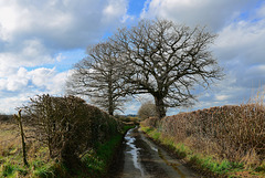 Lane near Haughton, Staffordshire