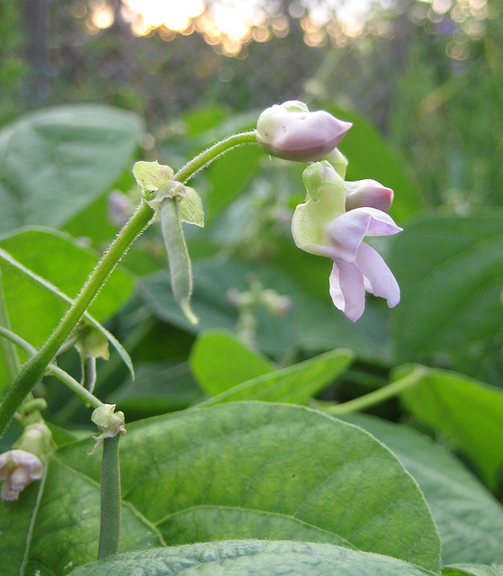 Buschbohnen [Phaseolus vulgaris]