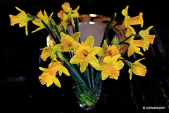 First flush - daffodils