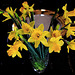 First flush - daffodils