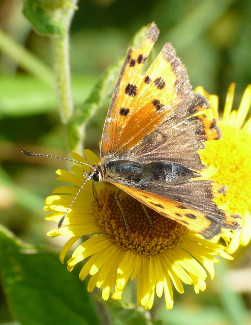 Small Copper