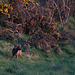 Roe deer grazing this evening in last light 7004073806 o