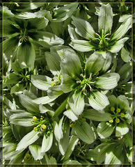 Corn Lily Detail