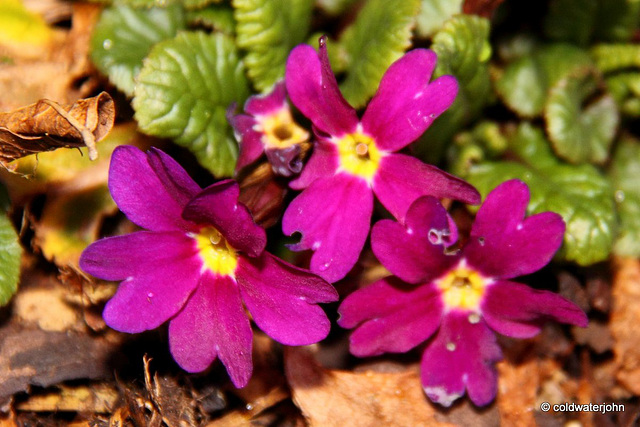 Courtyard Garden flowers in February