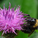 Knapweed and Bee